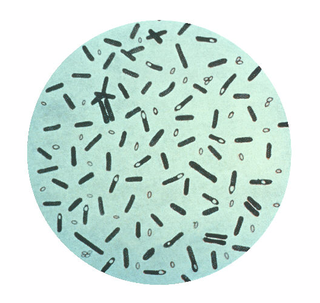 Illustration for article titled How Do Fictional Poisons Stack Up To Real-Life Ones?